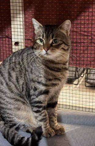 TIGRO, tenero gatto adulto in adozione! - Foto 5