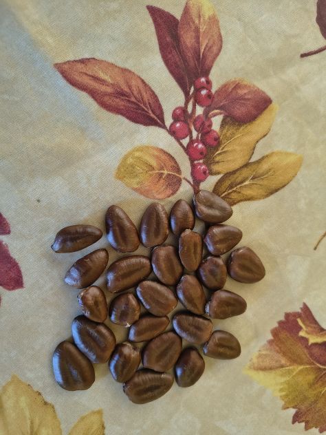 Semi ASIMINA triloba - Foto 2