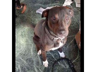 NERINO  CAGNOLINO IN ADOZIONE