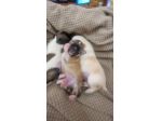 Cuccioli di chihuahua