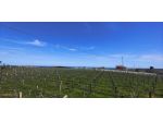 Francavilla al Mare Terreno 88 olivi 2Km dal mare