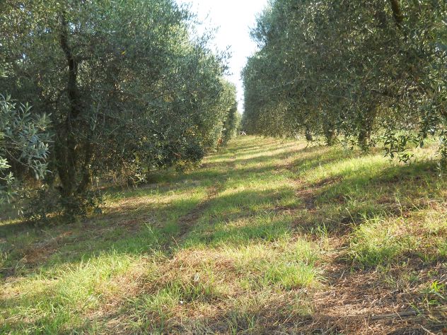 Oliveta, Piombino costa Est