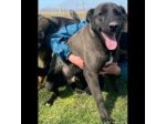 LEO, simil labrador, CANE IN ADOZIONE