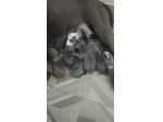 Cucciolata Amstaff Blu pedigree ENCI in Puglia Campania Calabria