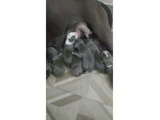 Cucciolata Amstaff Blu pedigree ENCI in Puglia Campania Calabria