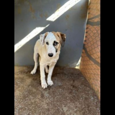 CUCCIOLA IN ADOZIONE TELMA - Foto 3