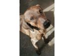 RUDY, CAGNOLINO IN ADOZIONE