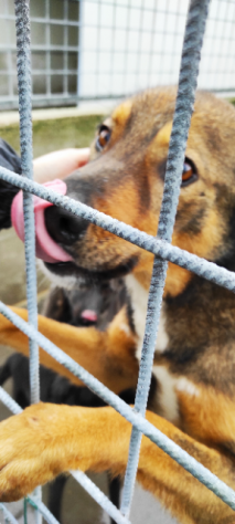 GIOIELLO - Foto 8