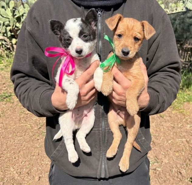 Regalo cuccioli taglia piccola - Foto 3