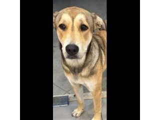 DOLCISSIMA  CAGNOLINA IN ADOZIONE
