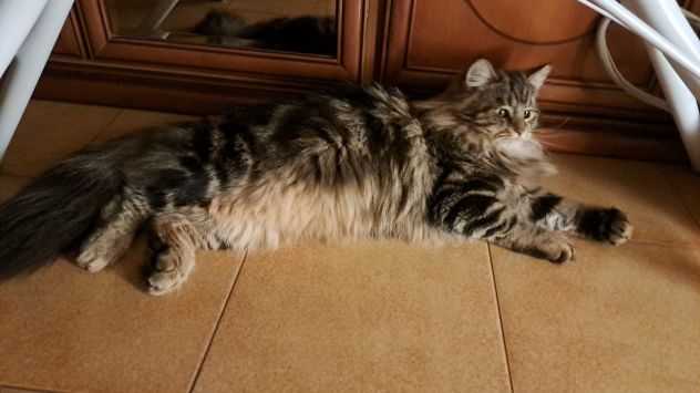 Gatto Siberiano per accoppiamento - Foto 5