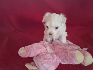Bellissimi Cuccioli di Maltese Toy Maschi e Femmine