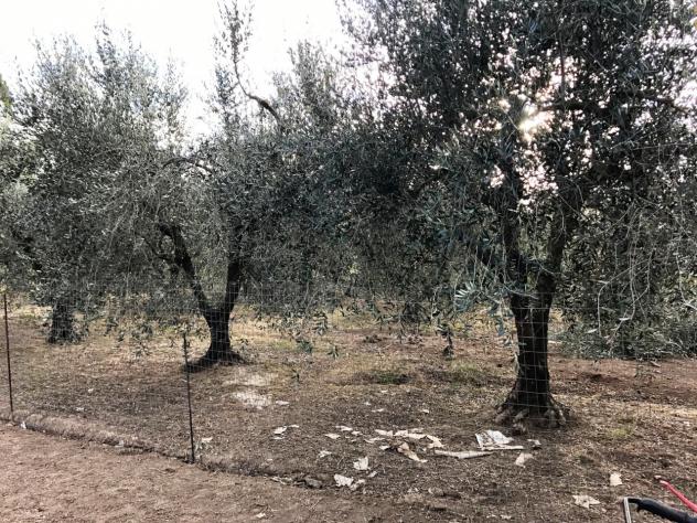 TERRENO AGRICOLO di 1 vani e di 1000 mq (FOLLONICA) rif. ORTOFOL - Foto 5