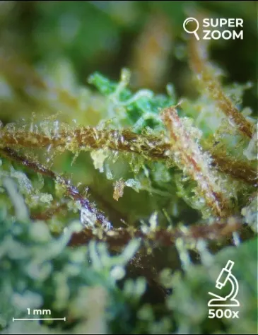 Super Lemon Zest - Foto 4