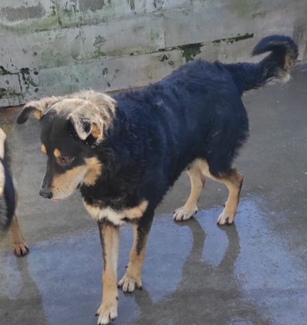 CANE IN ADOZIONE. L' ATTESA DI CAFFE' - Foto 6