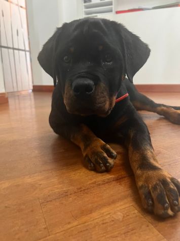 Cuccioli Rottweiler ultimo cucciolo PREZZO SPECIALE - Foto 4