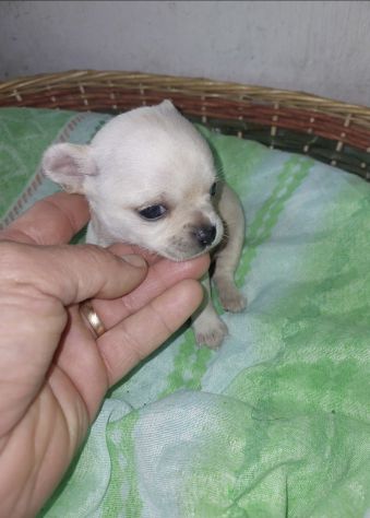 Chihuahua mini - Foto 3