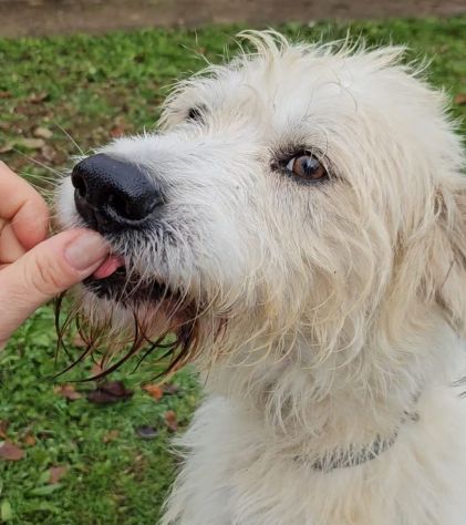 Otto Spinone splendido 5anni tolto dal suo aguzzino!NOVARA - Foto 2