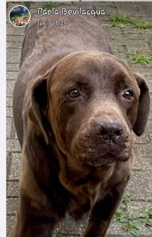 Il parroco si trasferisce, il cane va in canile!!TORINO