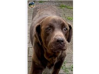 Il parroco si trasferisce, il cane va in canile!!TORINO