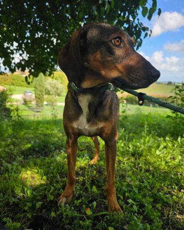 Magnifico MELAMPO mix segugio CANE IN ADOZIONE - Foto 3