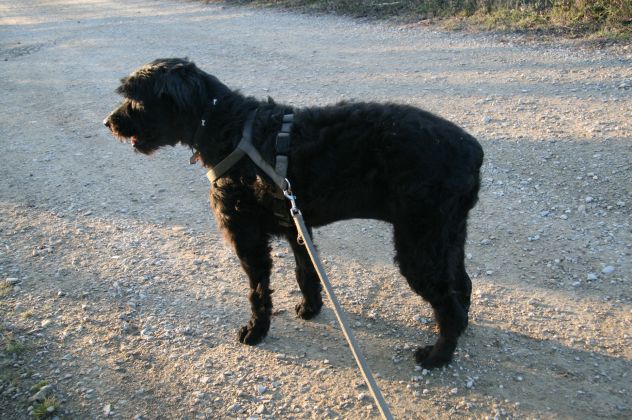 SASHA, docile e fedele schnauzer - Foto 5
