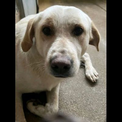 GIOSUÈ HA APPENA UN ANNO E GIA' E' RASSEGNATO AL CANILE,  CANE IN ADOZIONE - Foto 4