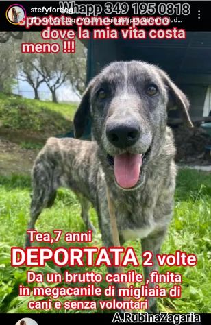 TEA TIMIDA CAGNOLINA IN ADOZIONE - Foto 4