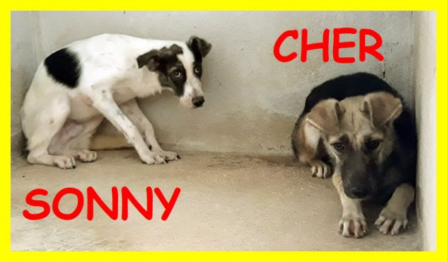 CAGNOLINI SPLENDIDI, SPAVENTATI, CERCANO CASA - Foto 6