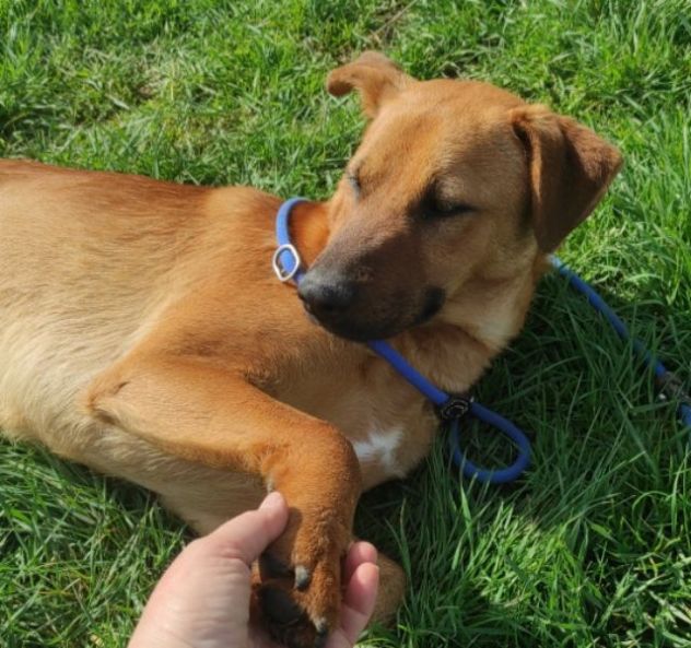 CAGNOLINO CERCA CASA - Foto 6