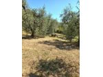Terreno agricolo in vendita a Peccioli 21000 mq  Rif: 1408228