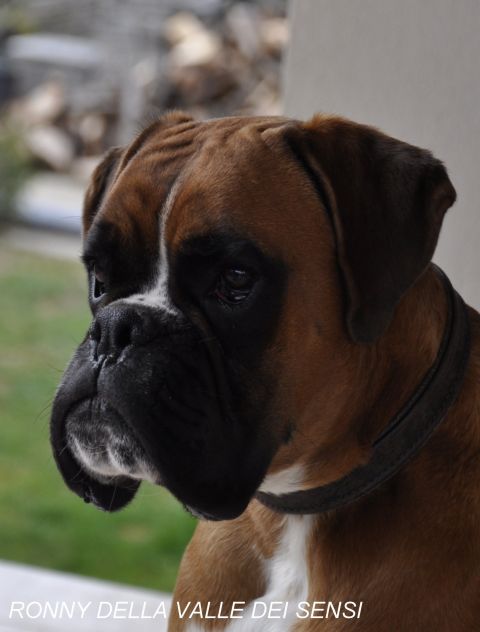 BOXER CUCCIOLI DISPONIBILI - Foto 8