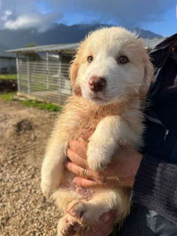 MILO ADORABILE CUCCIOLO IN ADOZIONE - Foto 3