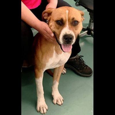 Jordan socievole e giocherellone cane in adozione - Foto 3