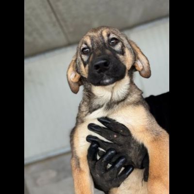 CUCCIOLI IN ADOZIONE: WILLY GIOIOSO LUPETTO TG MEDIA - Foto 2