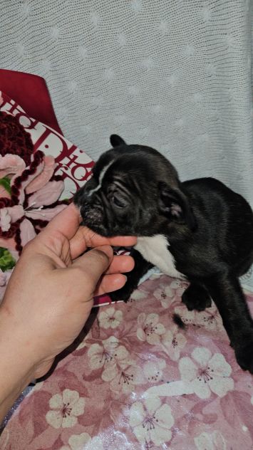 Bulldog francese - Foto 6