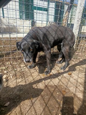 TITINA UNA OCCASIONE PER CAMBIARE IL SUO DESTINO CAGNOLINA IN ADOZIONE - Foto 2