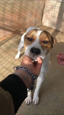 CAIO, cerca salvezza dal canile, cane in adozione tg medio piccola - Foto 3