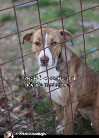 MACCHIA UNA NUOVA VITA PER LEI CAGNOLINA IN ADOZIONE - Foto 3