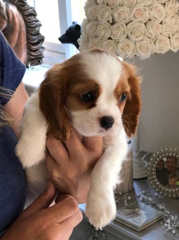 Cuccioli di Cavalier King Charles Spaniel – Eleganti e Tenerissimi! - Foto 2