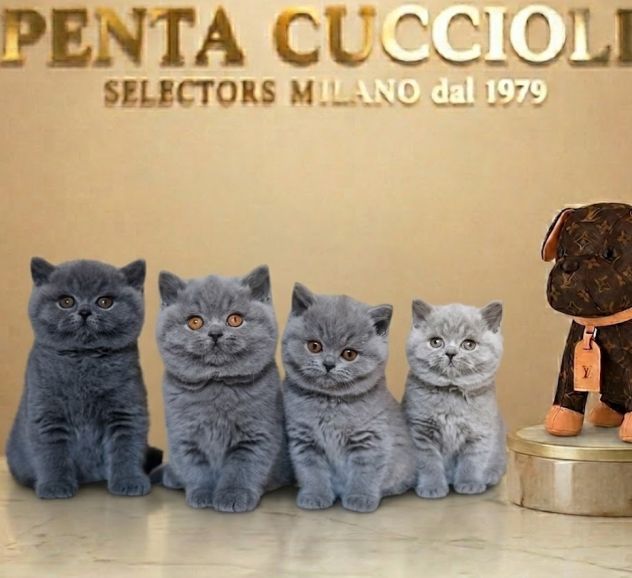 BRITISH SHORTHAIR CUCCIOLI pag. rate da 12 mesi