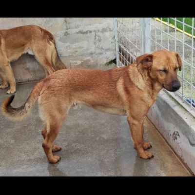 ZACK E FABER IN RECLUSIONE SENZA COLPA. CAGNOLINI IN ADOZIONE - Foto 3