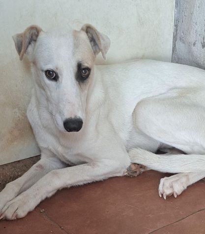 ABBIAMO POCO TEMPO PER SALVARLA OMBRA 1 ANNO 18 kg E’ IN CANILE - Foto 2
