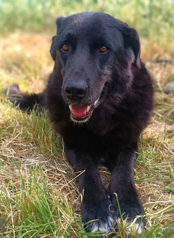 Connor, cerca casa (adozione del cuore) - Foto 4