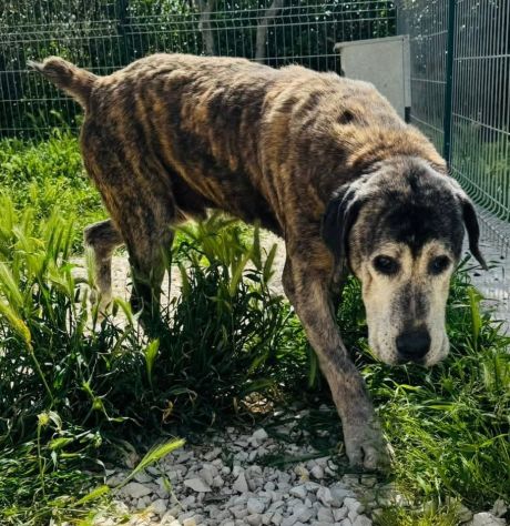 UGO 12 ANNI - Foto 5