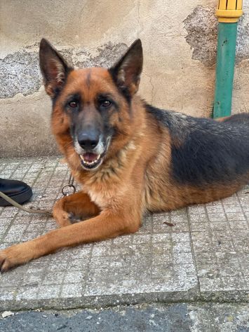 Pastore Tedesco femmina 5anni e 1/2 educata rimasta sola.MESSINA