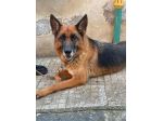 Pastore Tedesco femmina 5anni e 1/2 educata rimasta sola.MESSINA