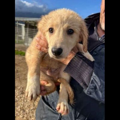 RUPERT ADORABILE CUCCIOLO IN ADOZIONE - Foto 3