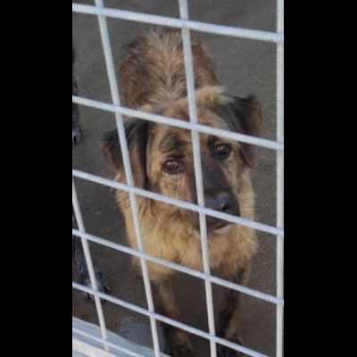 TOBY un mondo da scoprire, CANE IN ADOZIONE - Foto 2