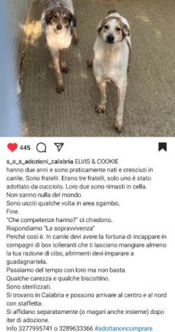 ELVIS E COOKY CAGNOLINI IN ADOZIONE - Foto 4